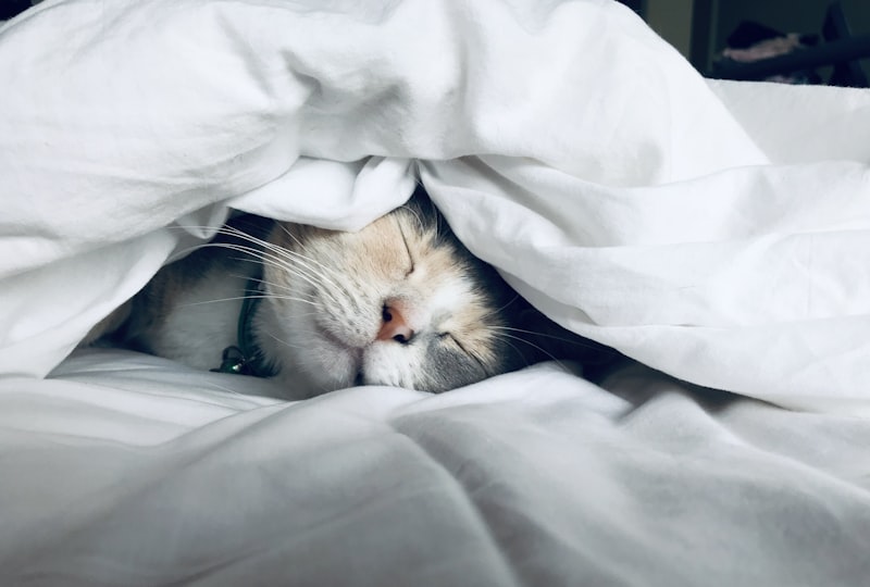 Resting peacefully